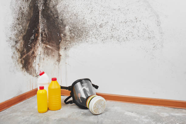 Mold Removal Process in Hampton, IL