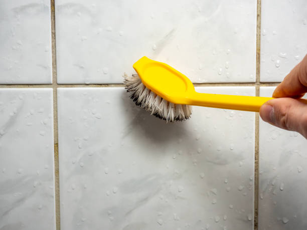 Reliable Hampton, IL Mold Removal Solutions