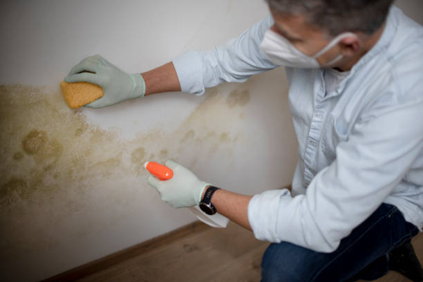 Best Local Mold Removal Service  in Hampton, IL