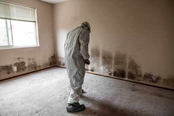 Best Residential Mold Removal  in Hampton, IL