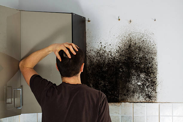 Crawl Space Mold Removal in Hampton, IL