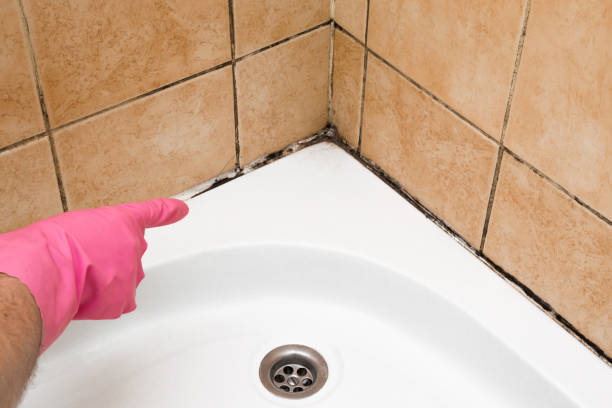 Best Mold Testing and Removal  in Hampton, IL